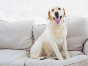 pet odor removal Omaha | Big Red’s Guaranteed Clean